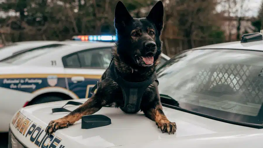 Un chien noir de sécurité sur une voiture de police