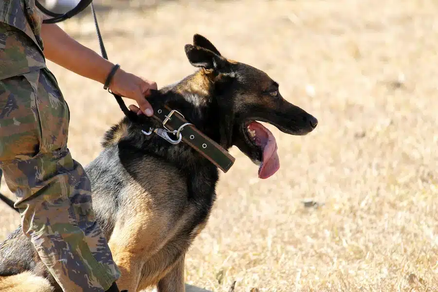 Un maître-chien avec son chien en laisse